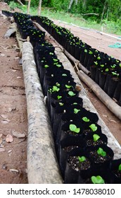 Rows Of Coffee Seedlings Growing In Bags. Young Coffee Trees Growing, Puerto Rico Coffee Farm. Healthy Seedlings Taking Root In Fertile Soil. Baby Coffee Tree. Small Seedlings In Grow Bags. 