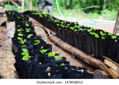 Rows Of Coffee Seedlings Growing In Bags. Young Coffee Trees Growing, Puerto Rico Coffee Farm. Healthy Seedlings Taking Root In Fertile Soil. Baby Coffee Tree. Small Seedlings In Grow Bags. 