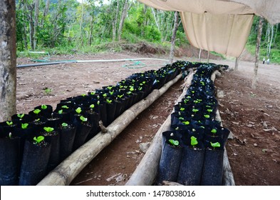 Rows Of Coffee Seedlings Growing In Bags. Young Coffee Trees Growing, Puerto Rico Coffee Farm. Healthy Seedlings Taking Root In Fertile Soil. Baby Coffee Tree. Small Seedlings In Grow Bags. 