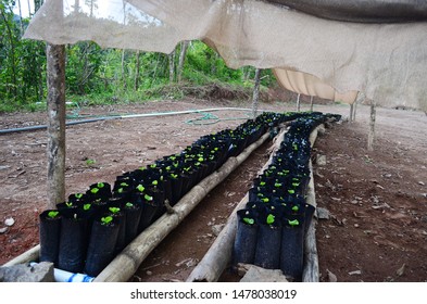 Rows Of Coffee Seedlings Growing In Bags. Young Coffee Trees Growing, Puerto Rico Coffee Farm. Healthy Seedlings Taking Root In Fertile Soil. Baby Coffee Tree. Small Seedlings In Grow Bags. 