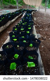 Rows Of Coffee Seedlings Growing In Bags. Young Coffee Trees Growing, Puerto Rico Coffee Farm. Healthy Seedlings Taking Root In Fertile Soil. Baby Coffee Tree. Small Seedlings In Grow Bags. 