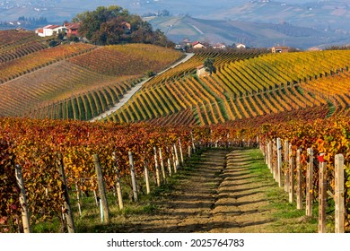 Rows of colorful autumnal vineyards on the gills of Langhe in Piedmont, Northern Italy. - Shutterstock ID 2025764783