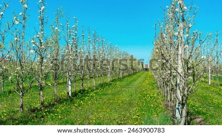 Rows of columnar apple trees in the orchard. Flowering columnar apple trees against a blue sky on a sunny spring day. Growing apples on an organic family farm. Small business running.