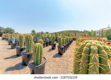Rows of columnar cactuses in a pail type black pots on a dirt ground. Big sized cactuses with orange spines with a view of a white house and hill at the back.