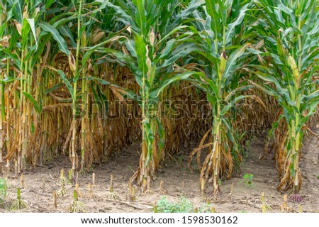 Rows of corn in a cornfield waiting to be harvested.