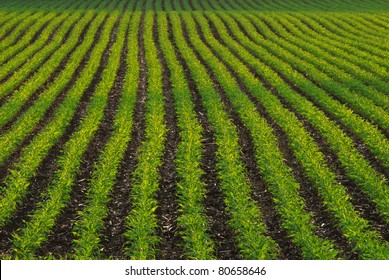 Rows Of Corn Field In Early Summer