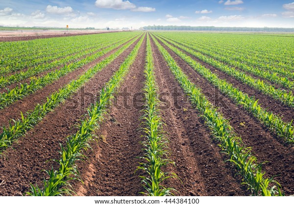 Rows Corn Field Springtime Horizontal View Stock Photo 444384100 ...