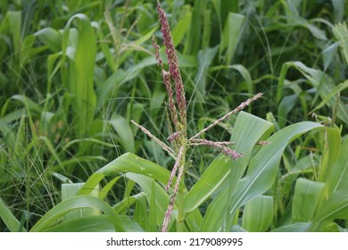 Rows Of Corn Plants In A Corn Field