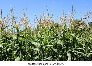 Rows Of Corn Plants In A Corn Field