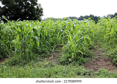 Rows Of Corn Plants In A Corn Field