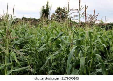 Rows Of Corn Plants In A Corn Field