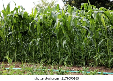 Rows Of Corn Plants In A Corn Field