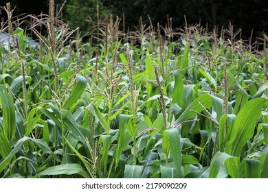 Rows Of Corn Plants In A Corn Field