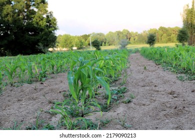 Rows Of Corn Plants In A Corn Field