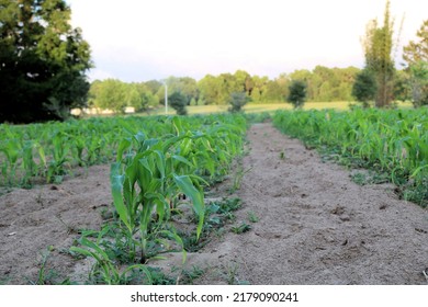 Rows Of Corn Plants In A Corn Field