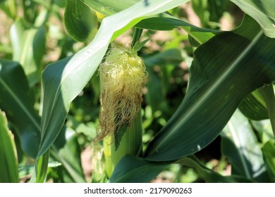 Rows Of Corn Plants In A Corn Field