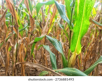 Rows of corn plants in a field with a mix of green and dry brown leaves. Agricultural landscape showing maize crops during the transition season, harvesting period, or drought conditions.