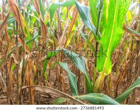 Rows of corn plants in a field with a mix of green and dry brown leaves. Agricultural landscape showing maize crops during the transition season, harvesting period, or drought conditions.
