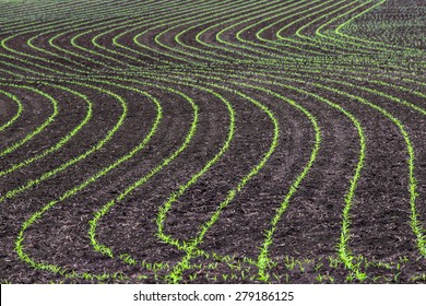 Rows Of Corn Sprouts Beginning To Grow