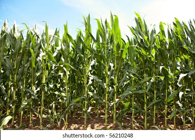 Rows of corn stalks with blue sky