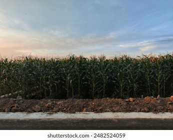 Rows of Corn Trees Neatly Arranged in a Corn Field on Sunset Time