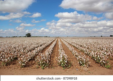 Rows of Cotton Crops on Texas Farm