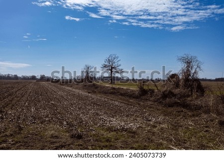 Rows in a cotton field along with barren trees in deep rural Mississippi on a clear blue day
