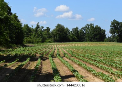 Rows Of Cotton On A Farm In Mississippi