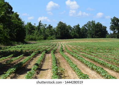 Rows Of Cotton On A Farm In Mississippi