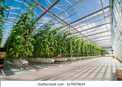 rows of cucumbers in a modern greenhouse, growing vegetables, designs made of glass, shadows on the floor - Shutterstock ID 1679070019