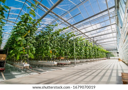 rows of cucumbers in a modern greenhouse, growing vegetables, designs made of glass, shadows on the floor