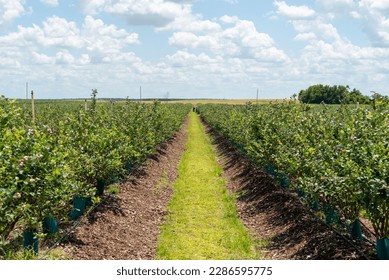 Rows of cultivated blueberry bushes on a large organic farm. There are two workers picking blueberries from the high lush green bushes. Irrigation sprinkles are among the drills on the farmland.  - Powered by Shutterstock