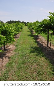 Rows Of Cultivated Wine Grape Plants In North Carolina