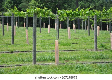 Rows Of Cultivated Wine Grape Plants In North Carolina