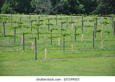 Rows Of Cultivated Wine Grape Plants In North Carolina