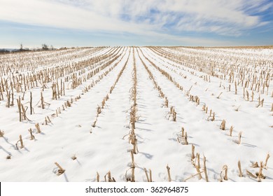 Rows Cut Corn Field Winter Stock Photo 362964875 | Shutterstock