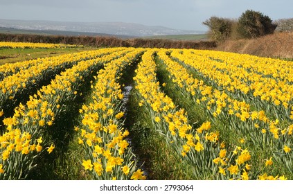 Rows Of Daffodils In Bloom, Cornwall, UK