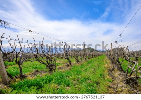 Rows of dormant grapevines stretch under bright blue sky. Green grass grows between neat lines of bare vines. Distant hills fade in soft mountain haze