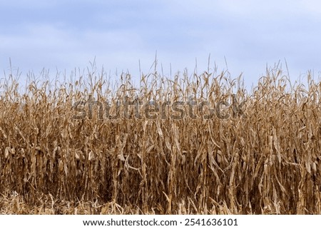Rows of dry corn in a field prepared for harvesting. Blue sky