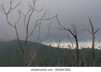 Rows of dry tree branches against a background of cloudy clouds. Great for nature Background. 