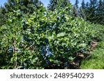 Rows of Duke variety blueberry bushes loaded with large ripe blueberries on a u-pick farm on a sunny summer day, nutritious organic fruit, part of heathy lifestyle and diet
