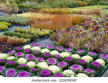 Rows of flowers growing in a large industrial greenhouse. Industrial agriculture. Decorative cabbage. Rows of colorful ornamental cabbages.