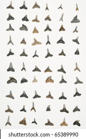 Rows Of Fossilized Tiger Shark, Sand Shark, Bull Shark, And Lemon Shark Teeth Isolated On White.