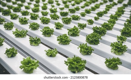 Rows of fresh green lettuce being cultivated on modern hydroponic table in greenhouse on farm