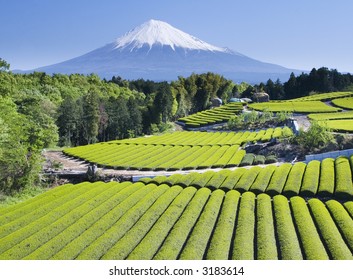 Rows Of Fresh Green Tea With Mount Fuji