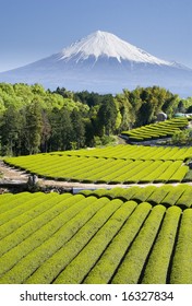 Rows Of Fresh Green Tea With Mt. Fuji