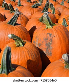 Rows of fresh picked pumpkins as a display