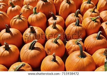 Rows of fresh picked pumpkins as a display