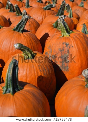 Rows of fresh picked pumpkins as a display