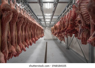 Rows with fresh raw pig carcasses are hanging in refrigerated room.